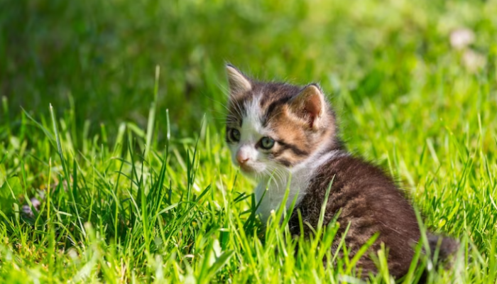 O Jeito mais Fácil de Educar Filhotes de Gatos