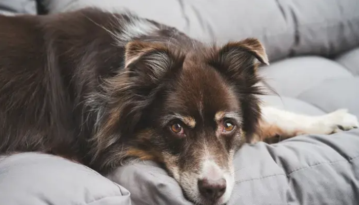 5 Dicas para Fazer seu Cachorro Dormir em sua Própria Cama