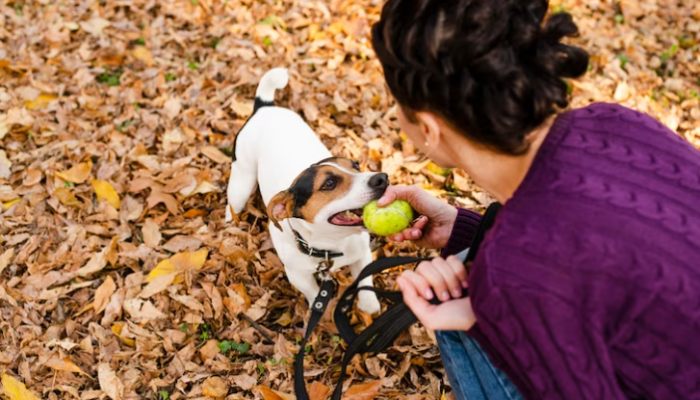 7 Jogos Divertidos para Brincar com seu Cachorro