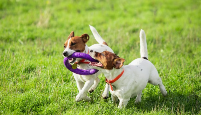 7 Jogos Divertidos para Brincar com seu Cachorro