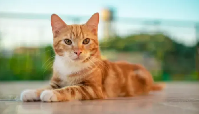 10 Curiosidades Sobre Gatos Vermelhos