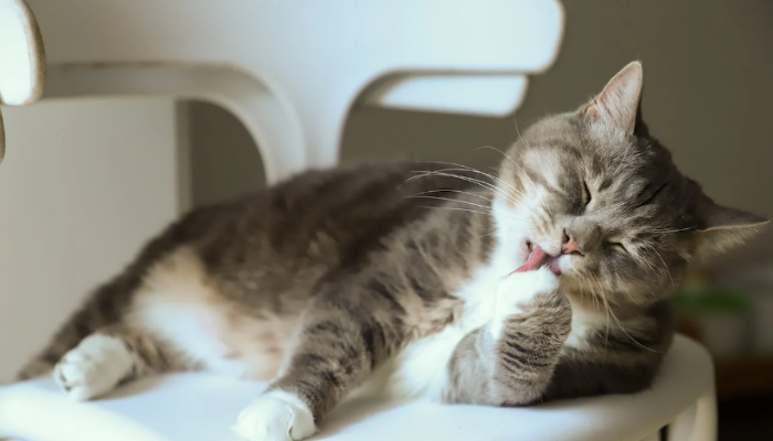 15 fatos surpreendentes sobre gatos que vão mudar tudo o que você sabe