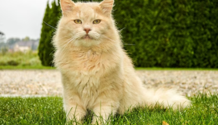 Gato Siberiano e os Traços Marcantes de Sua Personalidade