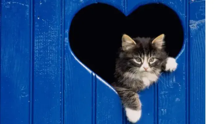Por que amamos gatos? Gatos uma relação milenar