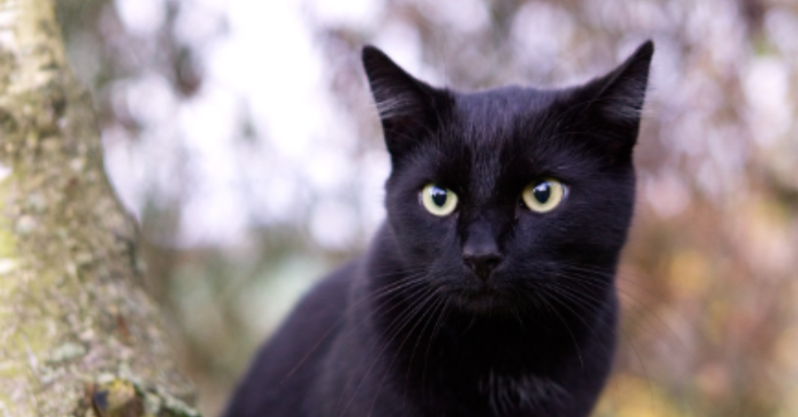nomes de gato preto