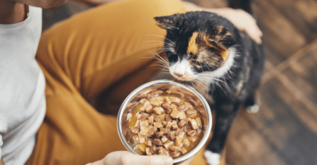 Gatos Com Nome de Comida: Criatividade na Escolha de Nomes para Seus Felinos