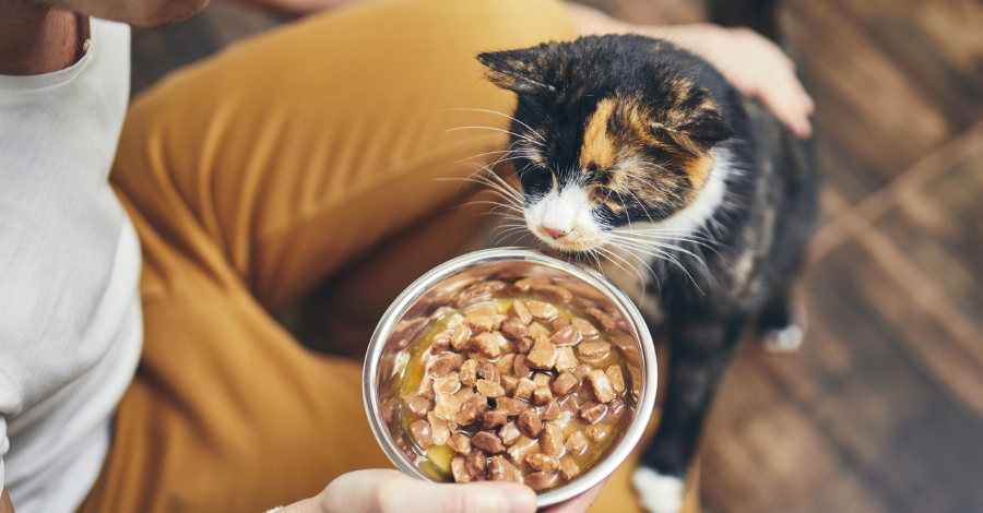 Gatos Com Nome de Comida