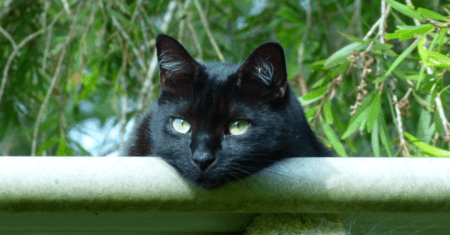 Nome Gatinha Preta: Uma Visão Fascinante dos Nomes dos Gatos Pretos
