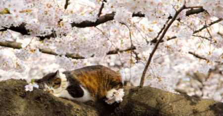 Nome Para Gatos em Japonês