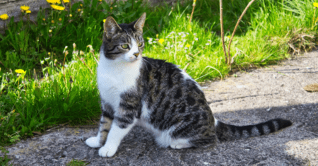 Nome de Gato Arteiro: Escolhendo o Nome Perfeito para o seu Gato Travesso