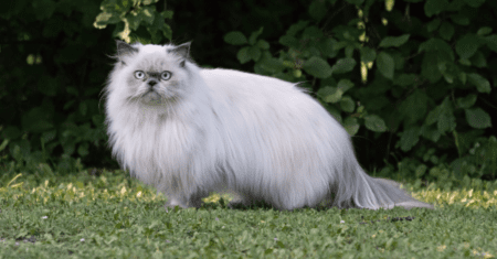 Nome de Gato Persa Branco