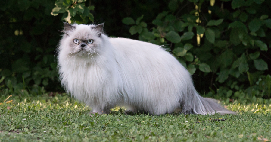 Nome de Gato Persa Branco