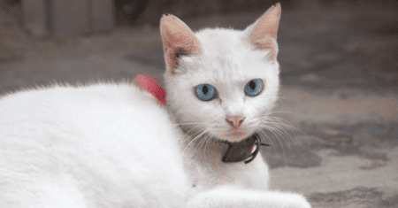 Nome para Gato Branco de Olhos Azuis