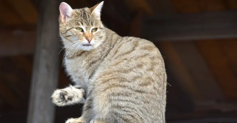 Nome para Gatos Meninas