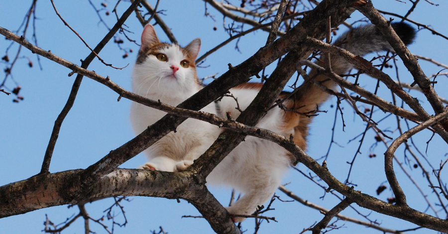 Nomes Astronômicos para Gatos