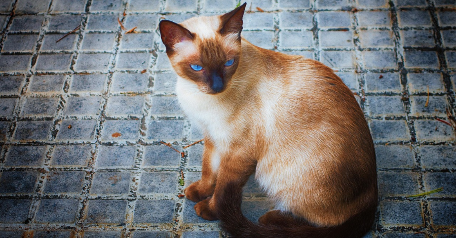 Nomes Engraçados para Gatos Siameses