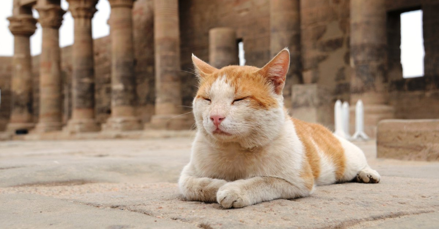 Nomes Históricos para Gatos