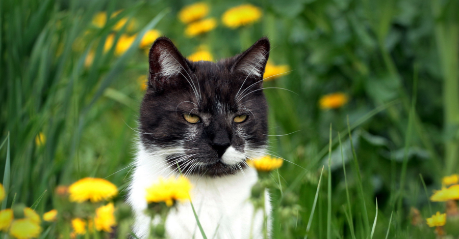 Nomes Imponentes para Gatos