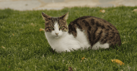 Nomes Para Gatos Estranhos: Um Nome Excêntrico Para o Seu Felino