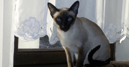 Nomes de Gatos Femininos Siameses: Uma Escolha Elegante para sua Gata