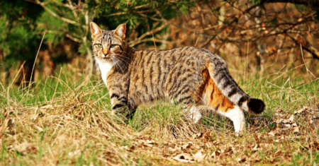 Nomes para Animais Gatos: o Nome Certo para seu Pet