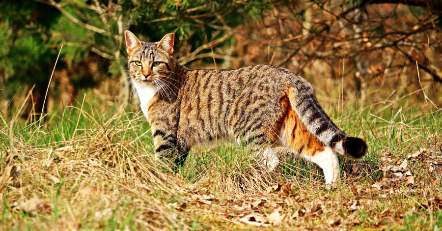 Nomes para Animais Gatos