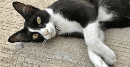 Nomes para Gatos Machinhos Preto e Branco