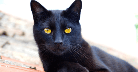 Nomes para Gatos Negros: Escolhendo o Nome Perfeito