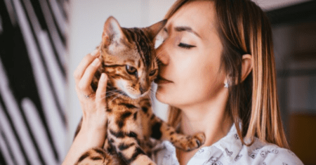 Lugares Para Fazer Carinho no Gato: Melhores Dicas para Você