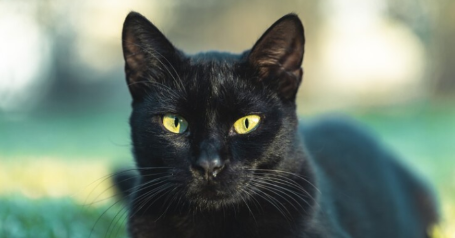 nomes para gatos pretos de olhos verdes