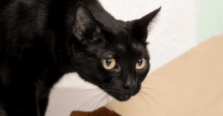 Gato Preto Nomes: Descubra o Nome para o Seu Companheiro Felino