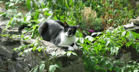 Gato Preto e Branco Nome: Nome para Gato Preto e Branco