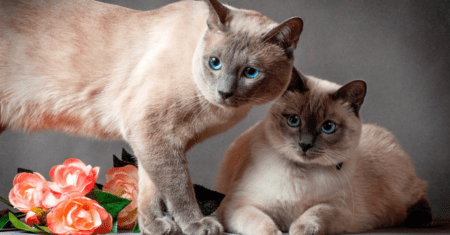 Gatos Famosos Nomes: Icônicos do Mundo dos Gatos