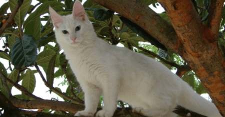 Ideias de Nome para Gato Branco