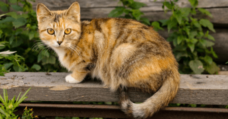 Nome Místico para Gato: Descubra Nomes Encantadores