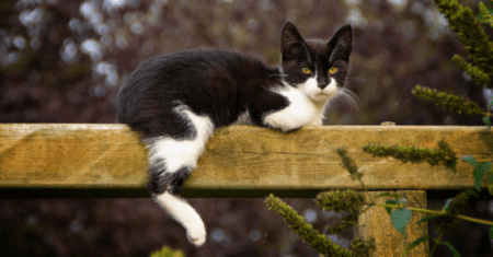 Nome Para Gato Fêmea Preta e Branca