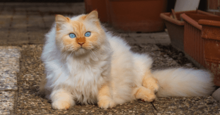 Nome de Gata Persa: Nomes Encantadores para sua Gatinha