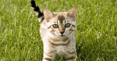 Nome de Gatinho: Descobrindo o Nome Perfeito para o Seu Gatinho