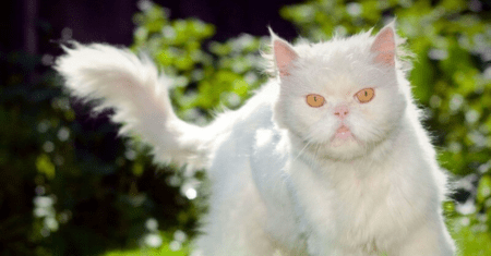 Nome de Gato Branco Macho: Significado, Personalidade