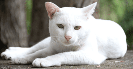 Nome de Gato Masculino Branco