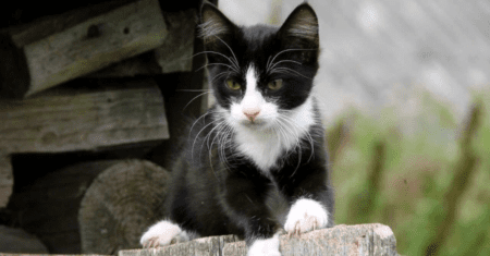 Nome de Gato Masculino Preto e Branco