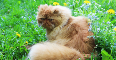 Nome de Gato Persa: Descubra o Melhor Nome