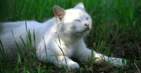 Nome para Gato Branco Macho