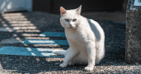 Nome para Gato Branco Masculino