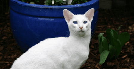 Nome para Gato Branco do Olho Azul