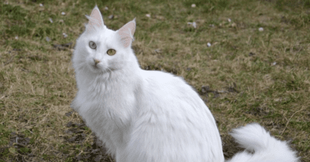 Nome para Gato Fêmea Branca