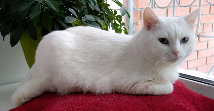 Nome para Gato Masculino Branco