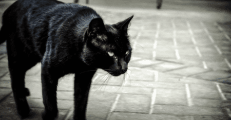 Nome para Gato Preto Fêmea