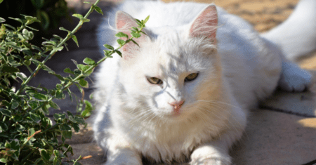 Nome para Gatos Branco