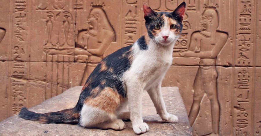 Nomes Egipcios Gatos